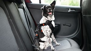 Black and white strapped dog into harness in car seat