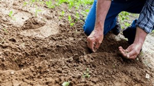 Man planting seeds in raked garden bed