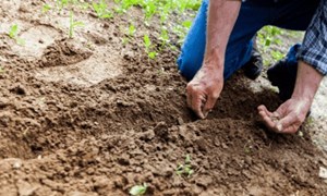 Man planting seeds in raked garden bed