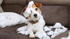 Jack Russell puppy on sofa and covered in cushion stuffing