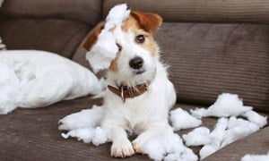 Jack Russell puppy on sofa and covered in cushion stuffing