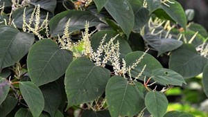 Japanese knotweed leaves