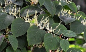 Japanese knotweed leaves